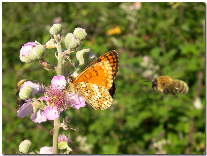 Insieme - L''ospite....inatteso (Lepidoptera & Hymenoptera)